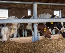 «Агропродсервіс» відновить на Тернопільщині сім ферм з розведення корів